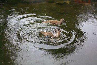 High angle view of duck swimming in lake