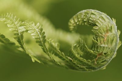 Close-up of fern leaves