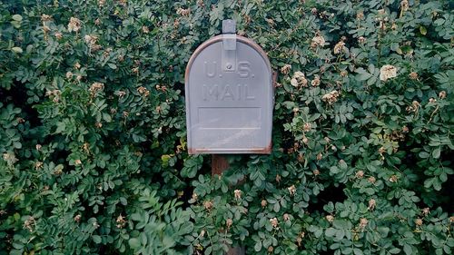 Close-up of mailbox on ivy