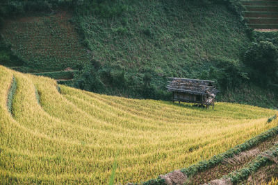 Scenic view of agricultural field