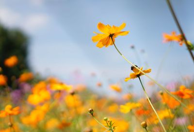 Close-up of yellow cosmos flowers blooming against sky