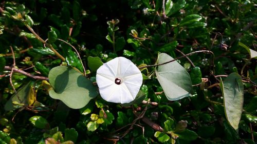 Close-up of white flowers blooming outdoors