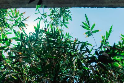 Close-up of plants growing on field