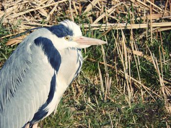 Close-up of heron perching on grass