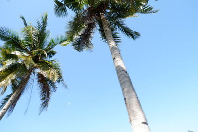 Low angle view of palm tree against blue sky