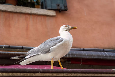 Close-up of bird perching