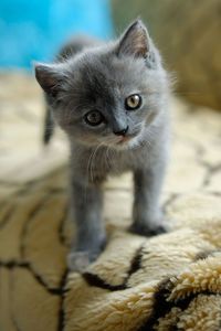 Cluse-up of a a small, gray kitten is standing on the sofa and is looking at the camera 