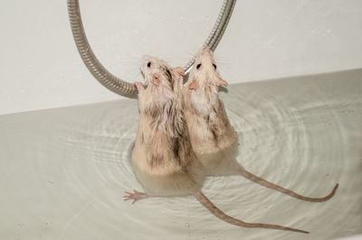 Close-up of rats in water