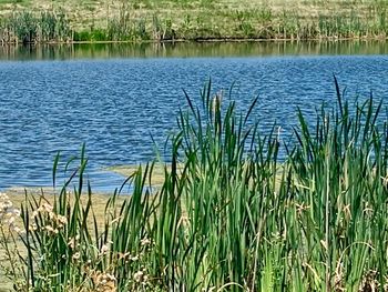 Grass growing in lake