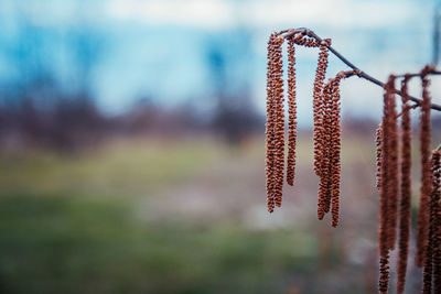 Close-up of clothes hanging against sky