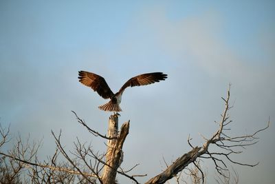 Low angle view of eagle flying against sky