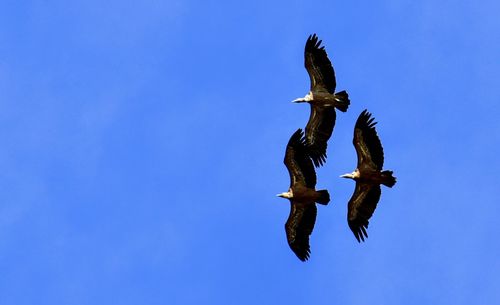 Low angle view of birds flying against clear blue sky