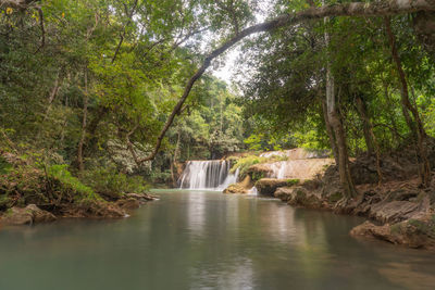 Scenic view of waterfall in forest
