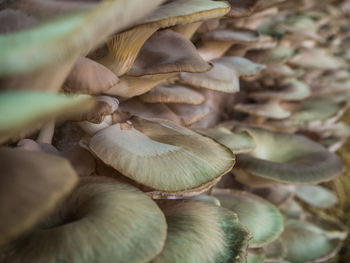 Close-up of mushrooms growing on land