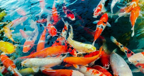 View of koi carps swimming in pond