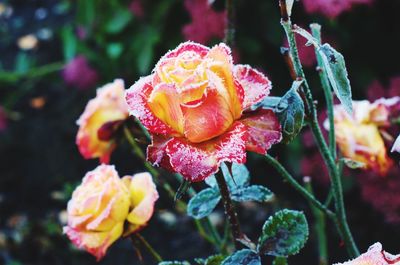 Close-up of pink rose