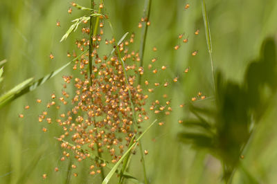 Close-up of flowering plant against tree