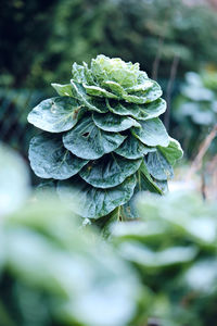 Close-up of plant