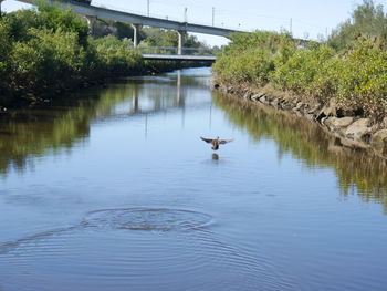 View of ducks swimming in lake