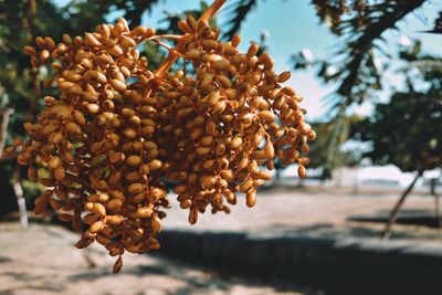 Close-up of fruits on tree