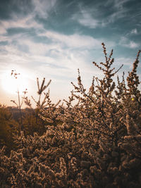 Low angle view of flowering plants on field against sky