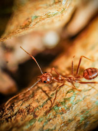 Close-up of insect on rock