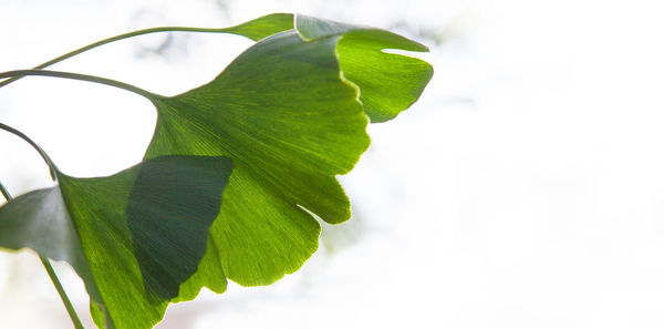 Close-up of green leaves against white background