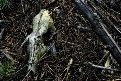 High angle view of lizard on field