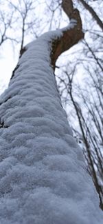 Low angle view of snow covered tree