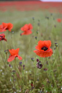 Close-up of orange poppy on field