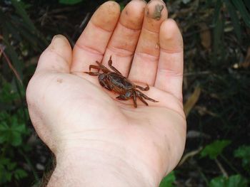 High angle view of human hand holding small