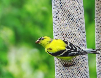Close-up of american goldfinch perching on bird feeder