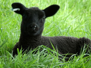 Portrait of black dog lying on grass