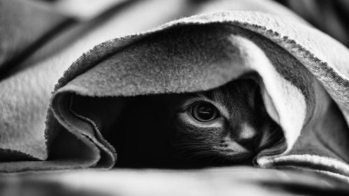 Close-up portrait of a cat