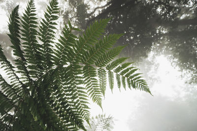 Low angle view of palm tree leaves against sky