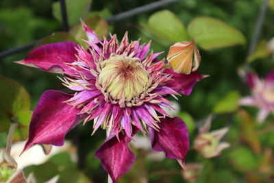 Close-up of insect on pink flowering plant