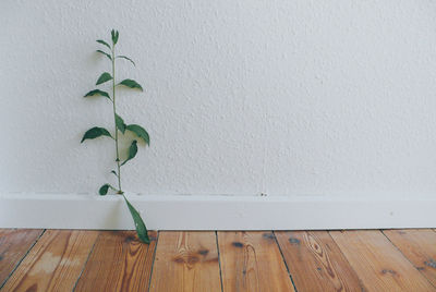 Close-up of ivy on table against wall