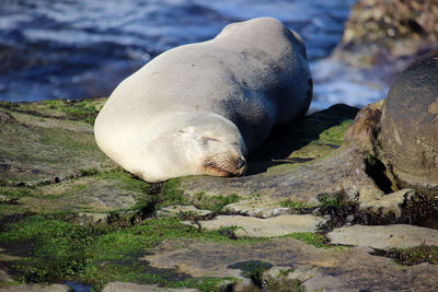 Seal sleeping on rock formations