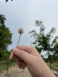 Close-up of hand holding plant against sky