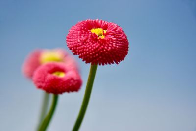 Close-up of pink flower against clear sky