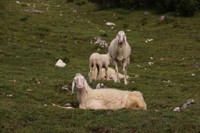 Sheep grazing on field