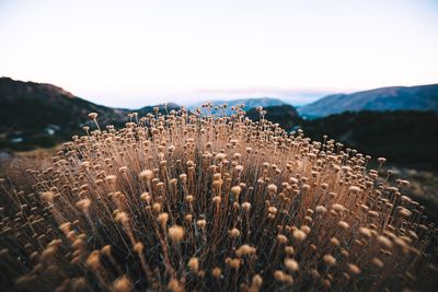 Close-up of plants on field against sky