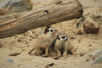 Meerkats looking away on shore