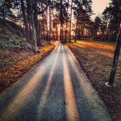 Road amidst trees in forest during autumn