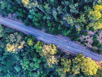 Directly above shot of road amidst trees