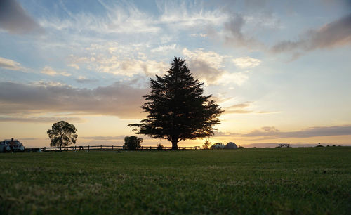 Trees on field against sky during sunset