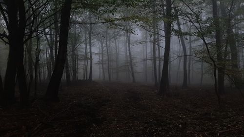 Trees in forest