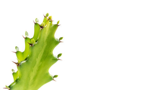 Close-up of plant against white background