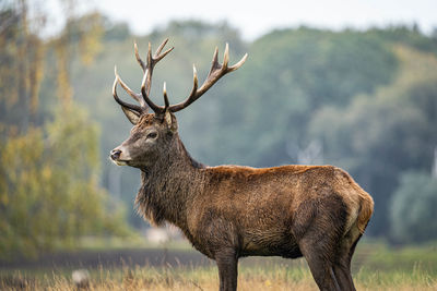 A stag in richmond park - september 2022