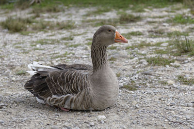 Close-up of goose on field